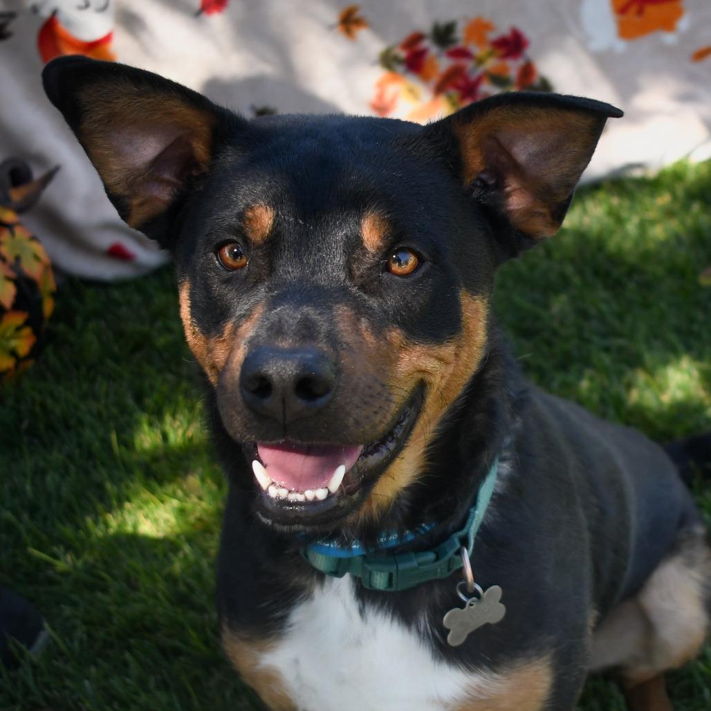 Enlarge Copper, a Adoptable Rottweiler in Carlin, NV image 1/4