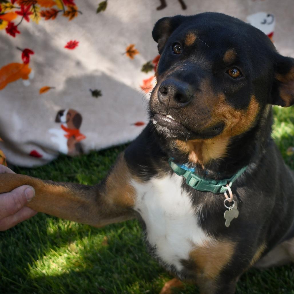 Enlarge Copper, a Adoptable Rottweiler in Carlin, NV image 2/4
