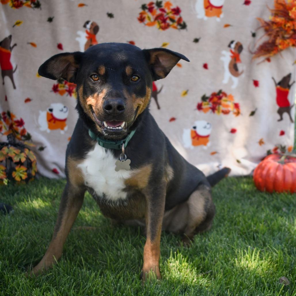 Enlarge Copper, a Adoptable Rottweiler in Carlin, NV image 3/4