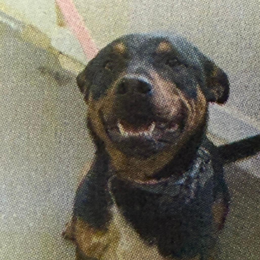 Copper, Adoptable, Young Male Rottweiler.
