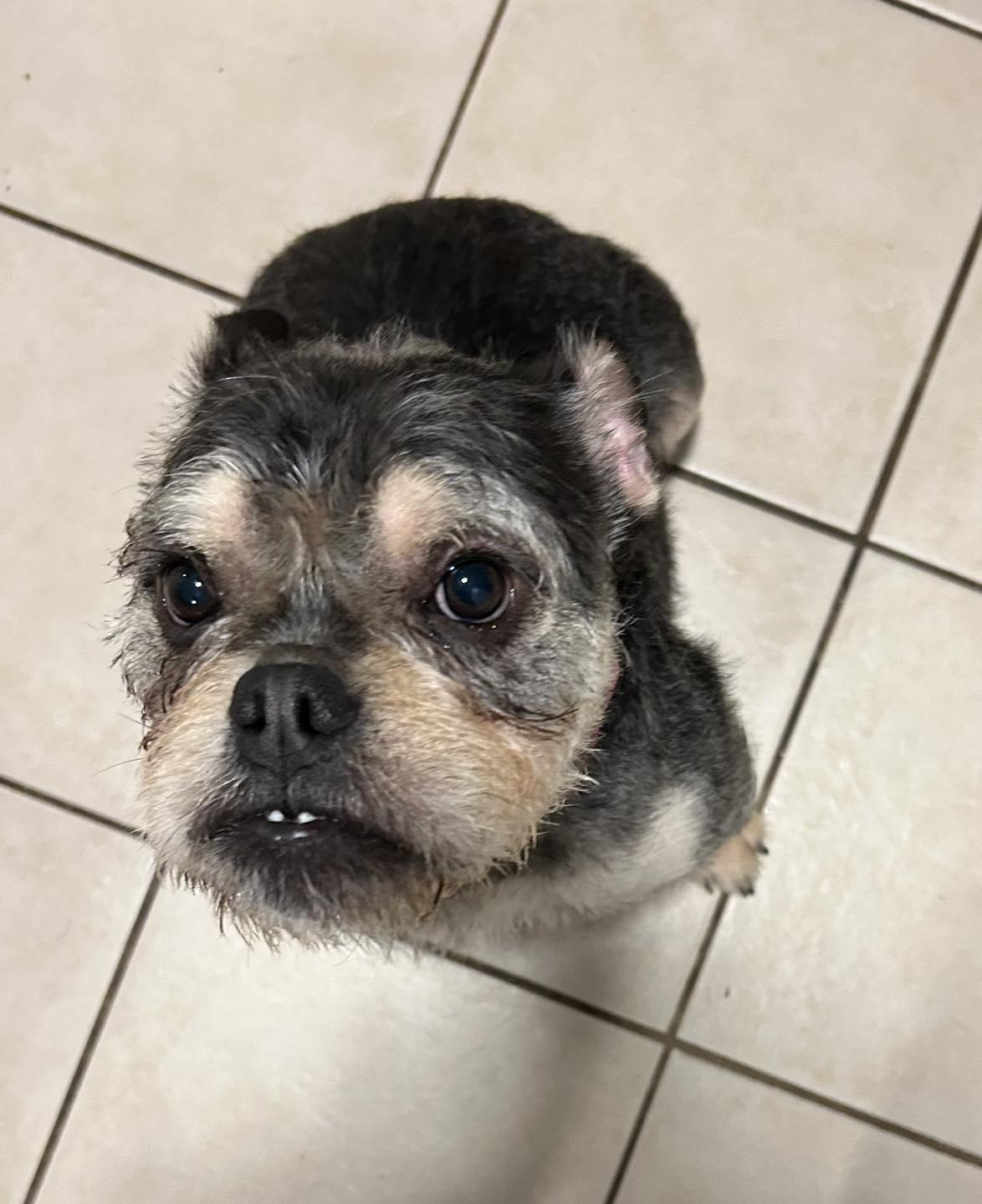 Garfunkel, an adoptable French Bulldog in Winsted, CT image 2/2