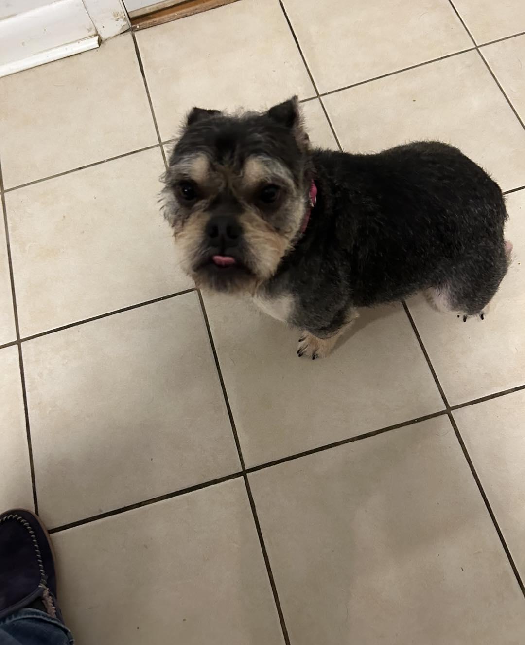 Garfunkel, an adoptable French Bulldog in Winsted, CT image 1/2