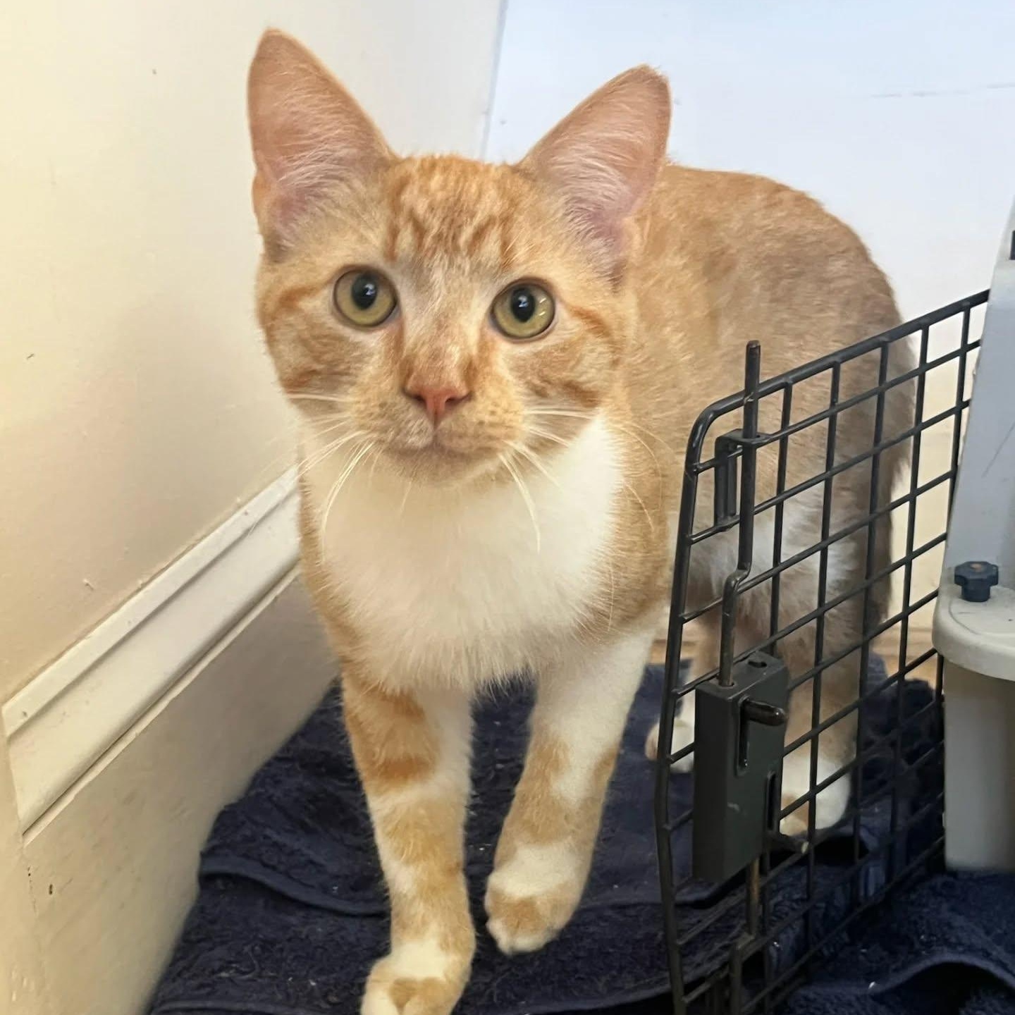 Begley (Shy at first but then LOVES attention!)