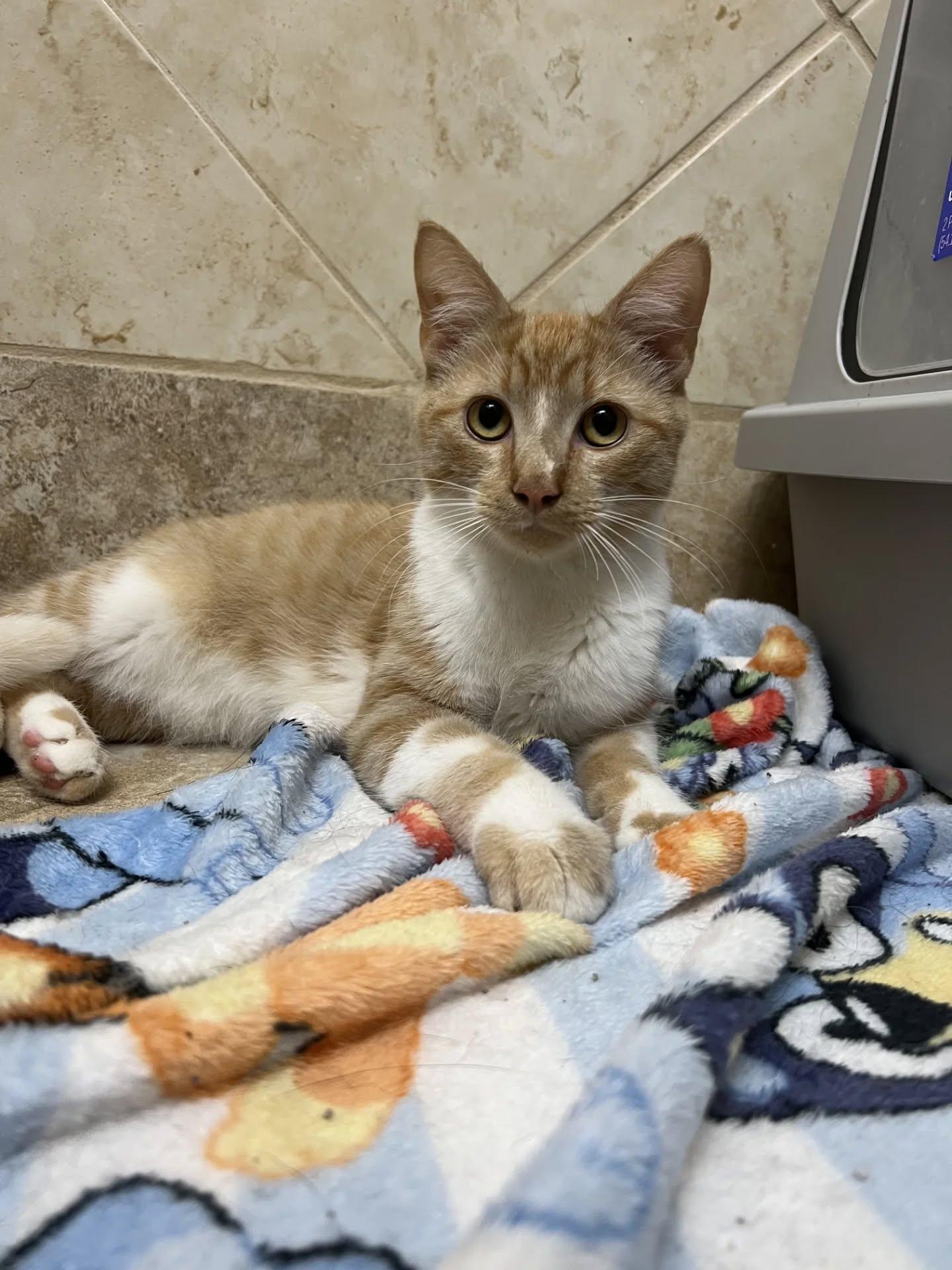 Begley (Shy at first but then LOVES attention!)