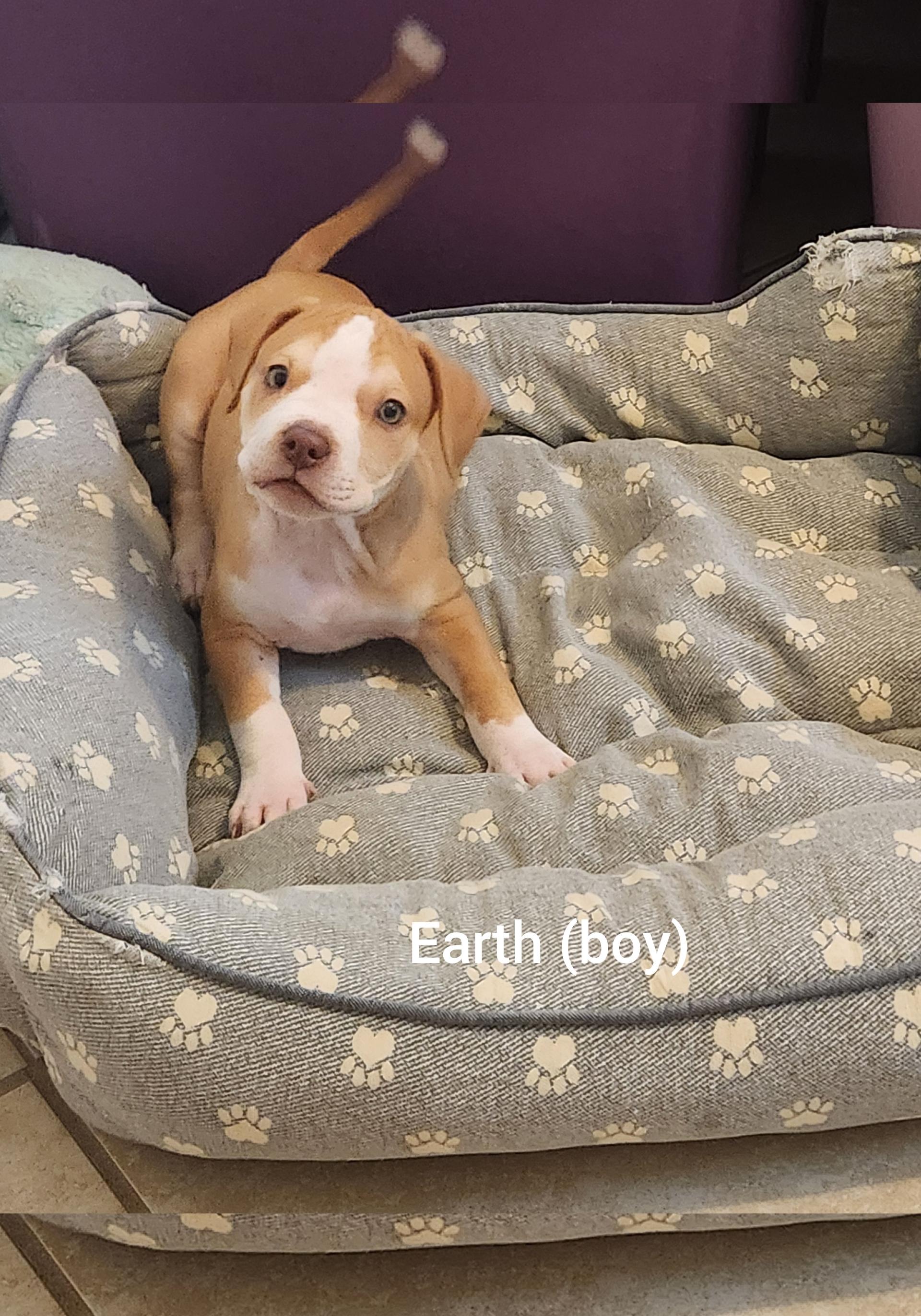 Enlarge Earth ( Orlando, Fl), an adopted mixed breed in Orlando, FL image 4/4