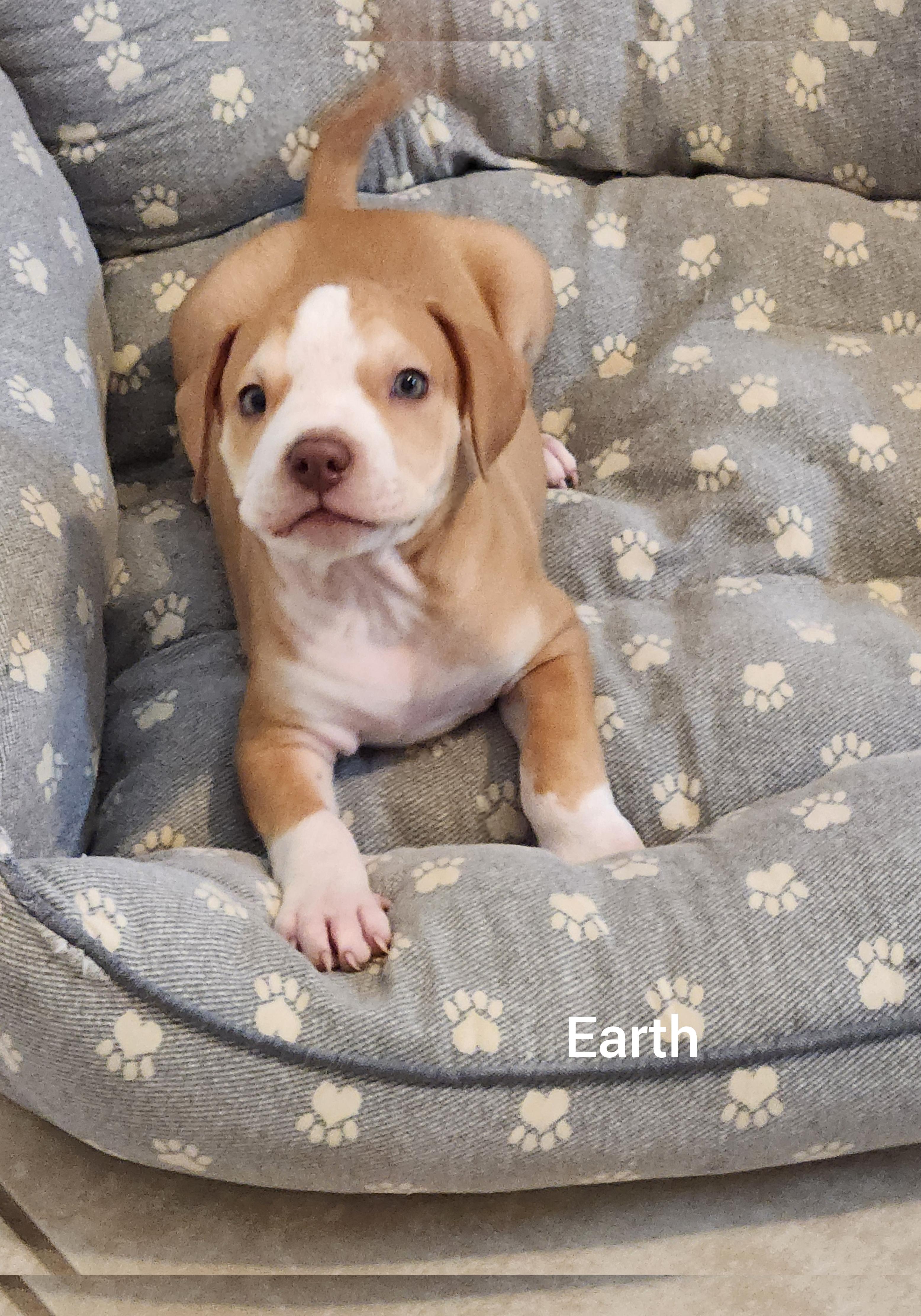 Enlarge Earth ( Orlando, Fl), an adopted mixed breed in Orlando, FL image 2/4