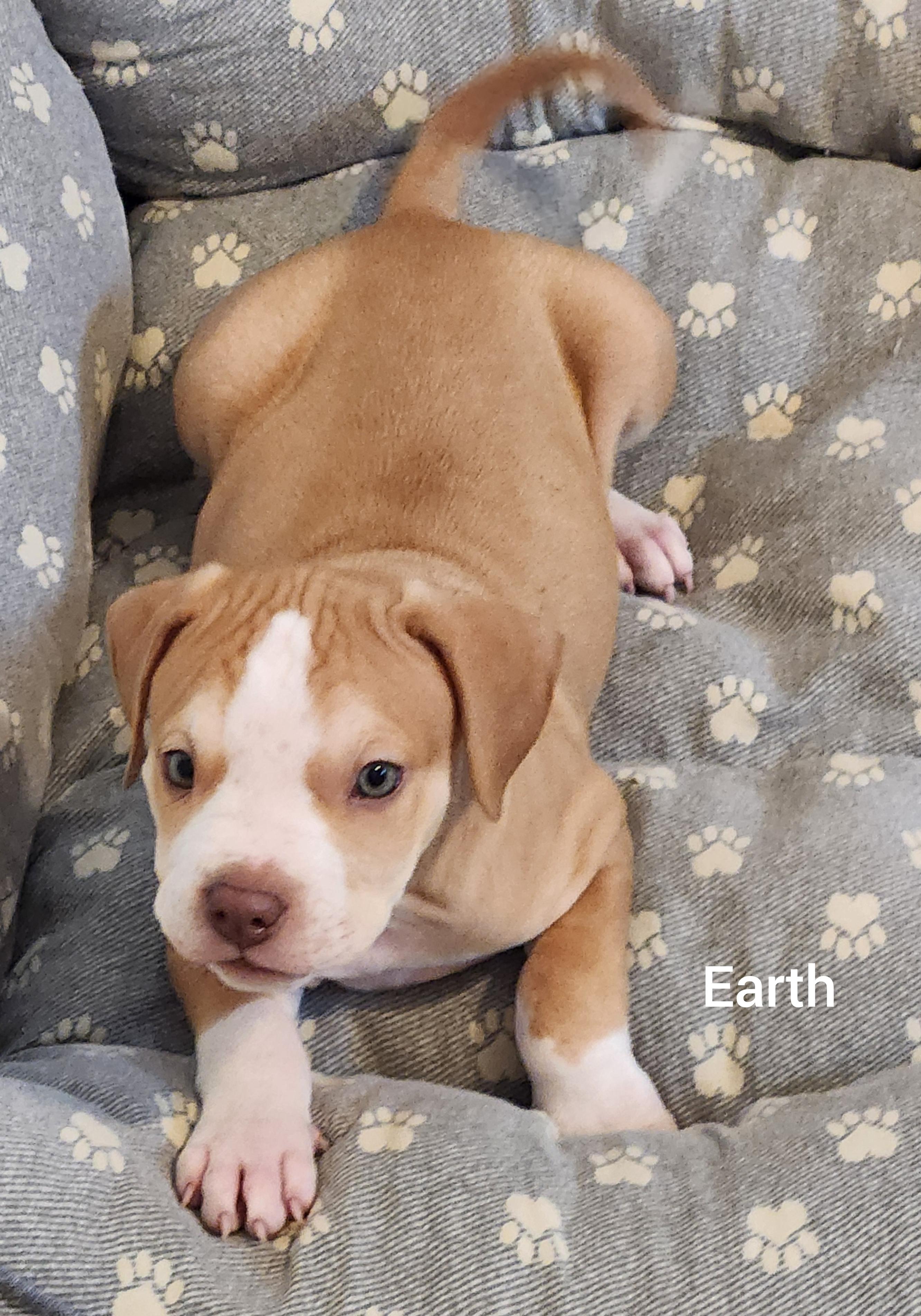 Earth ( Orlando, Fl), adopted, Puppy Male Pointer.