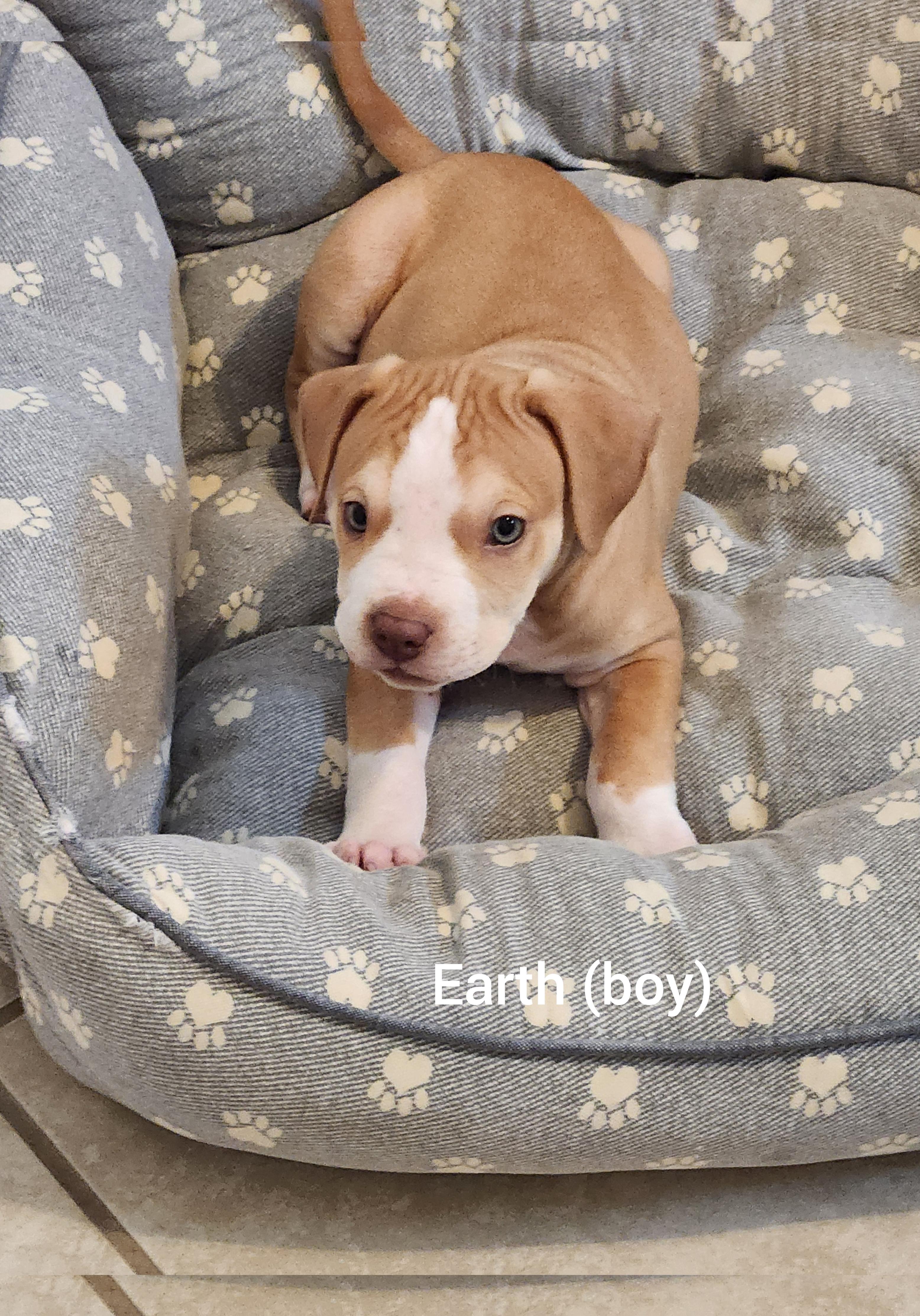 Enlarge Earth ( Orlando, Fl), an adopted mixed breed in Orlando, FL image 3/4