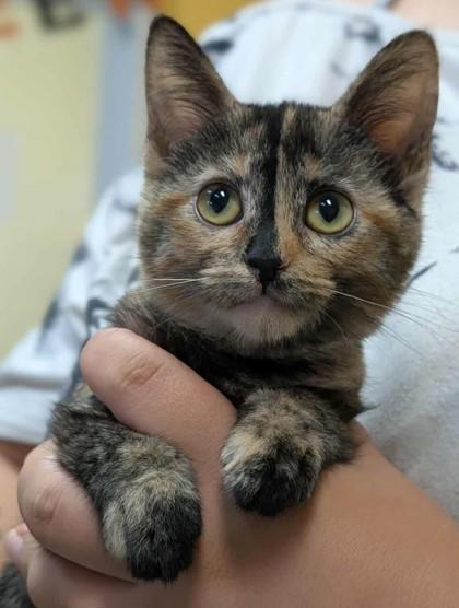 Enlarge Babka, a Adoptable Domestic Short Hair in La Harpe, KS image 1/2