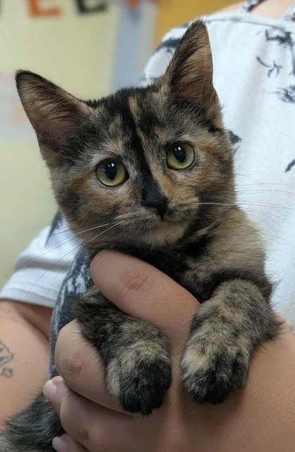 Enlarge Babka, a Adoptable Domestic Short Hair in La Harpe, KS image 2/2