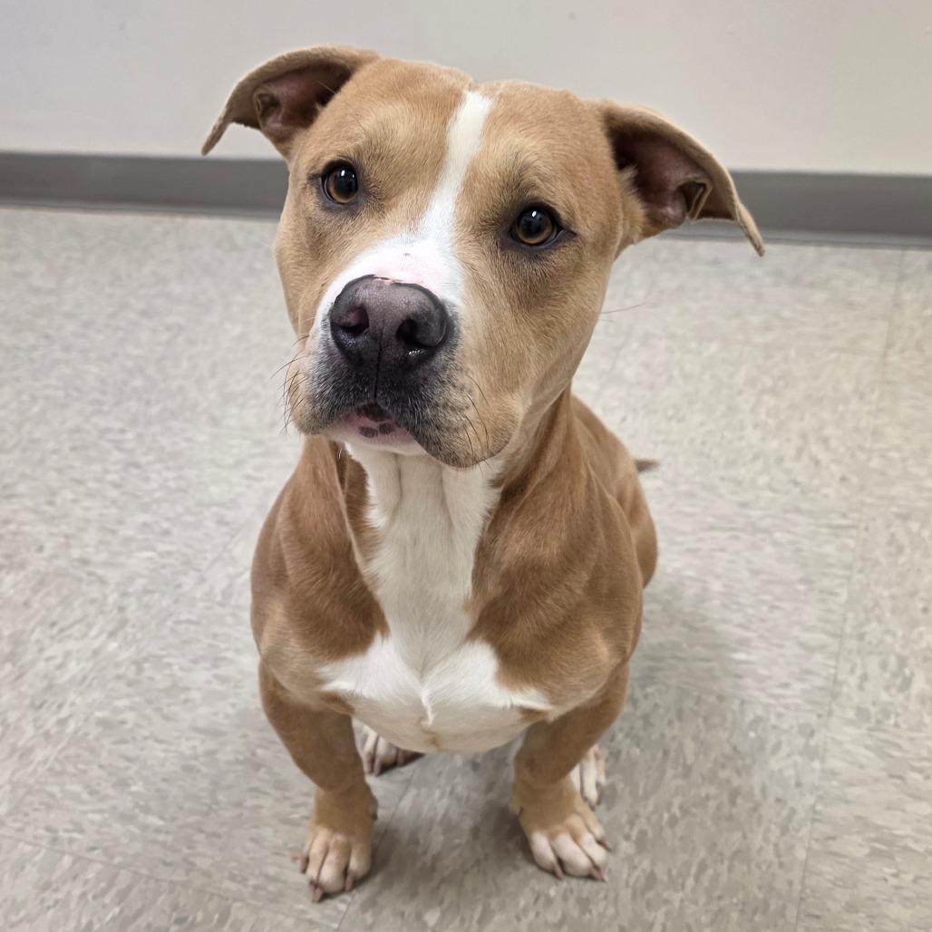 Enlarge Zirconium, a Adoptable Pit Bull Terrier in Chatham, VA image 1/5