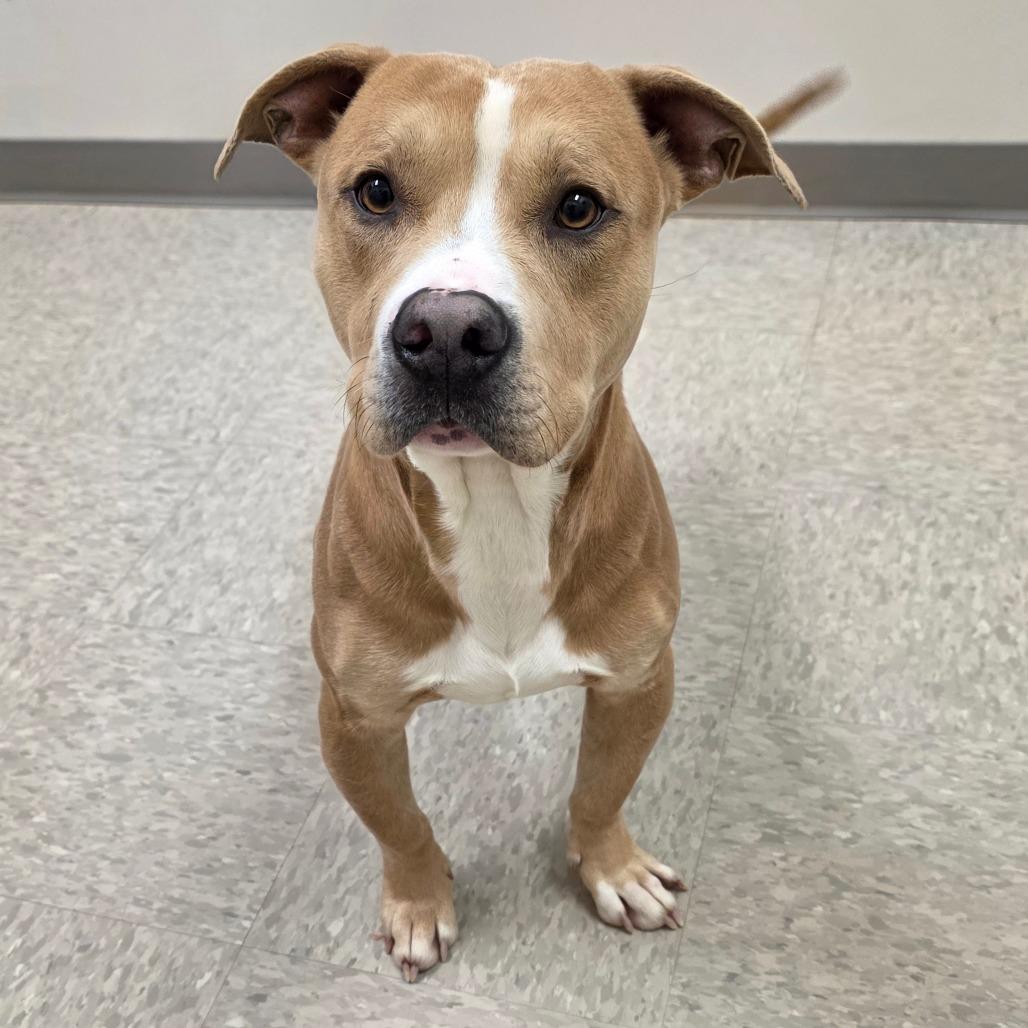Enlarge Zirconium, a Adoptable Pit Bull Terrier in Chatham, VA image 2/5