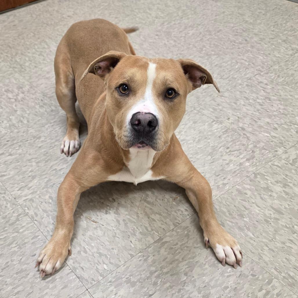 Enlarge Zirconium, a Adoptable Pit Bull Terrier in Chatham, VA image 3/5