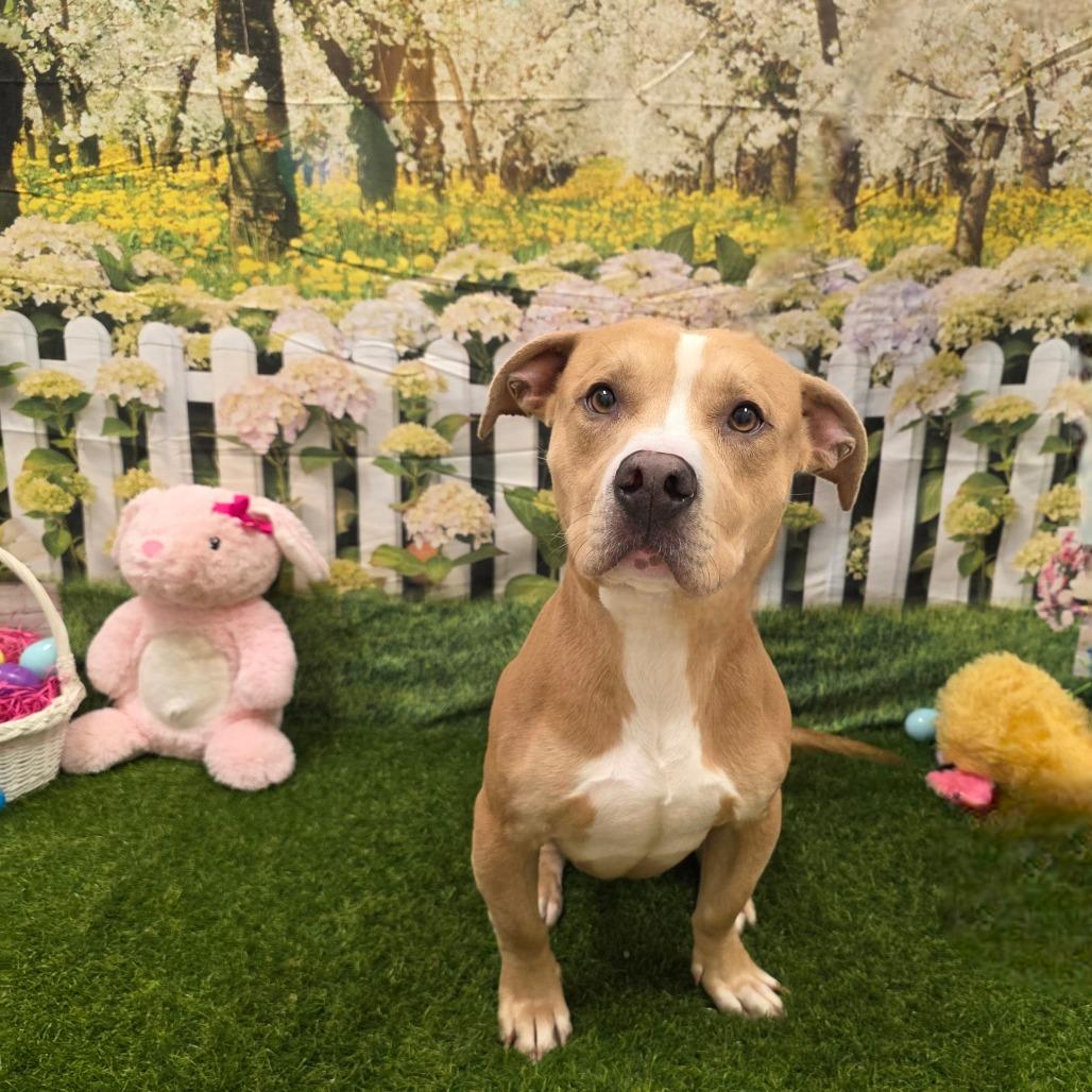 Enlarge Zirconium, a Adoptable Pit Bull Terrier in Chatham, VA image 4/5