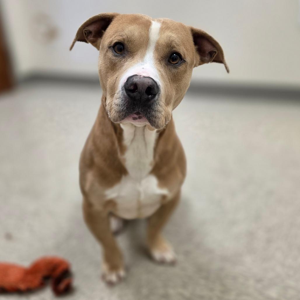 Enlarge Zirconium, a Adoptable Pit Bull Terrier in Chatham, VA image 5/5