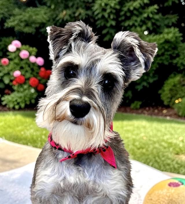Enlarge Ella Mae, an adopted Miniature Schnauzer in Perry, IA image 1/6