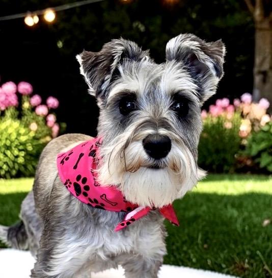 Enlarge Ella Mae, an adopted Miniature Schnauzer in Perry, IA image 2/6