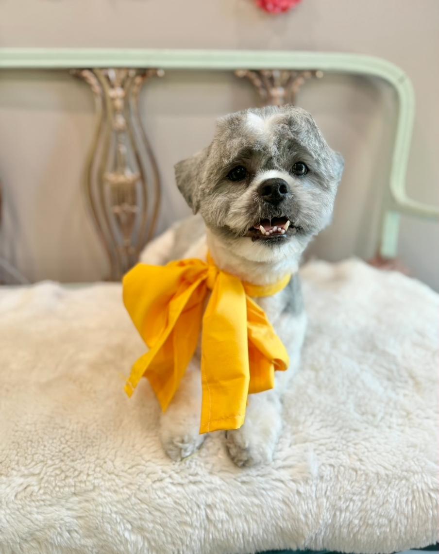 Noah, adopted, Young Male Shih Tzu.