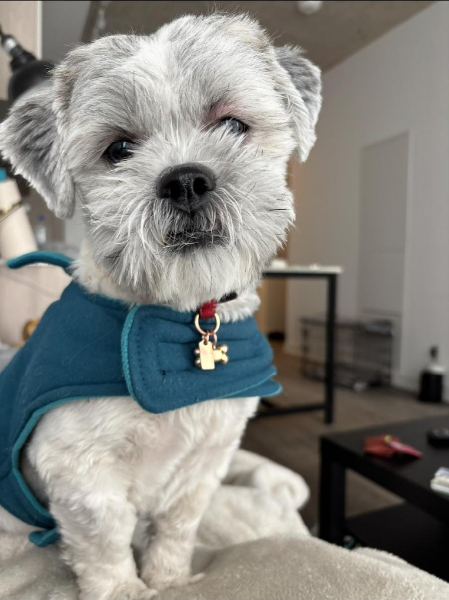 Noah, an adopted Shih Tzu in Toronto, ON image 3/6