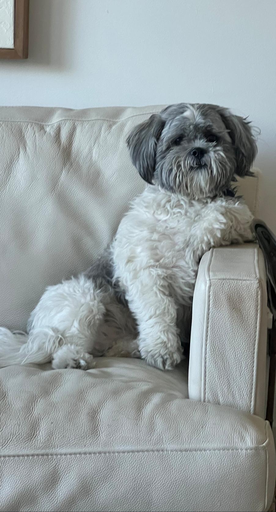 Noah, an adopted Shih Tzu in Toronto, ON image 4/6