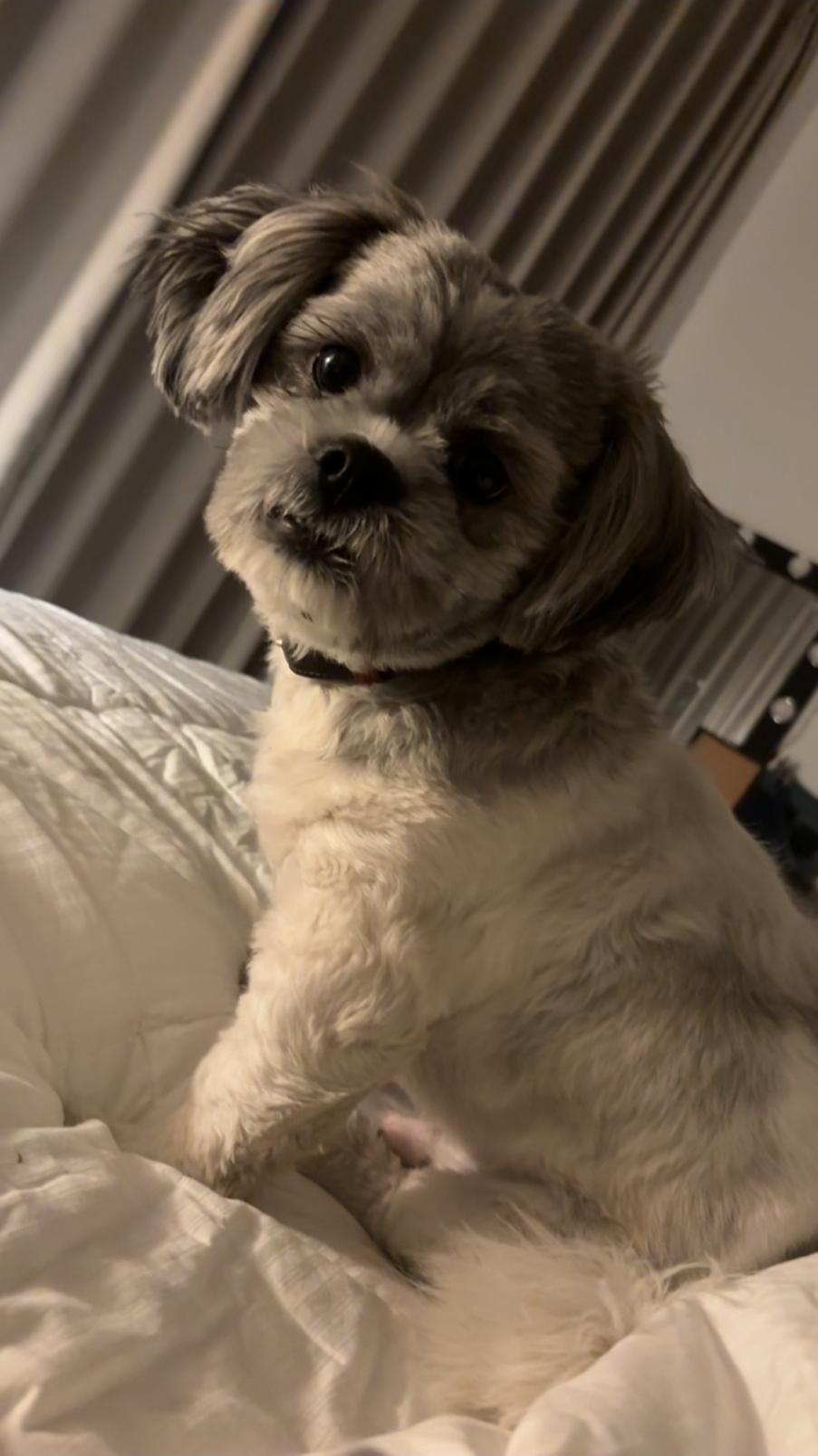 Noah, an adopted Shih Tzu in Toronto, ON image 5/6