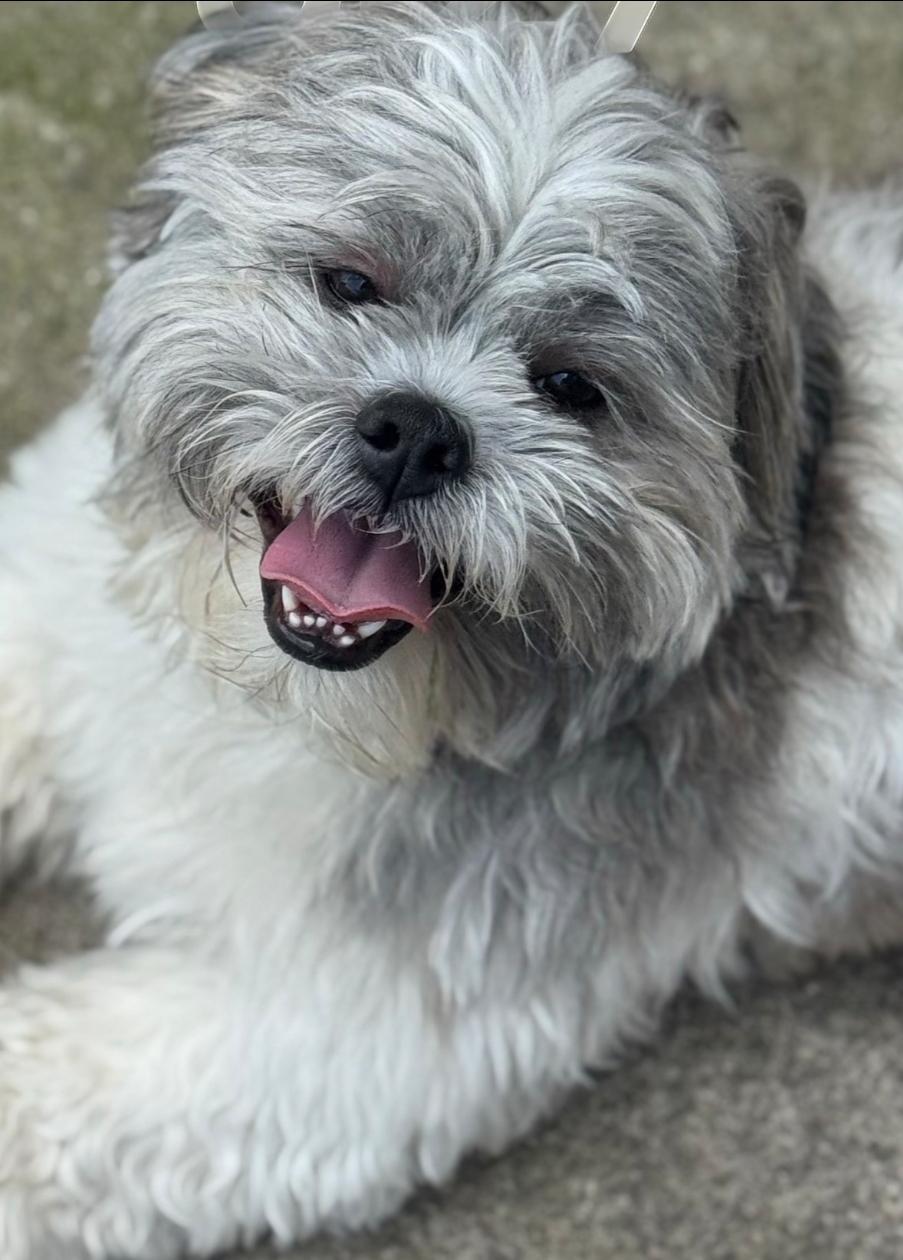 Noah, an adopted Shih Tzu in Toronto, ON image 6/6