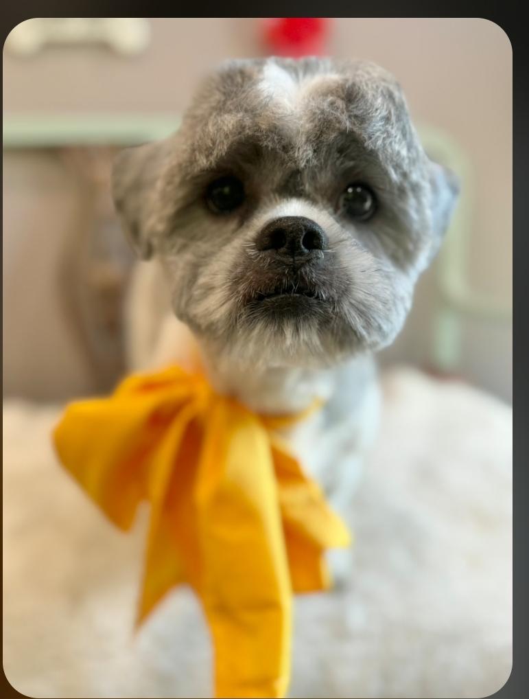 Noah, an adopted Shih Tzu in Toronto, ON image 2/6