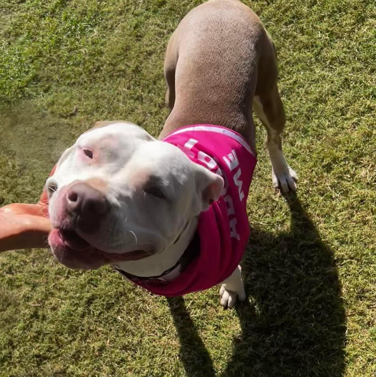 Enlarge June, a Adopted mixed breed in Tomball, TX image 1/6