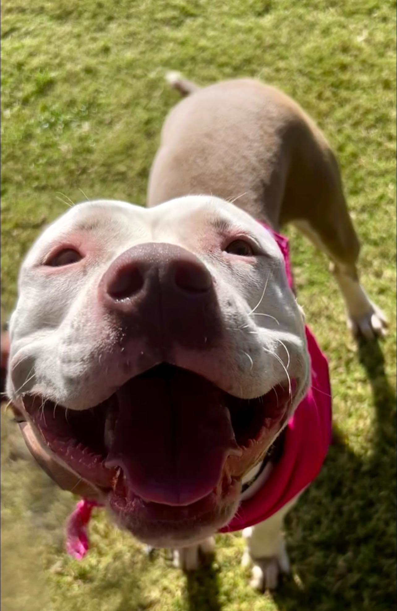 Enlarge June, a Adopted mixed breed in Tomball, TX image 2/6