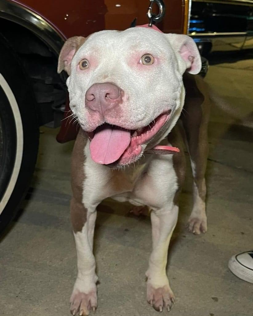 Enlarge June, a Adopted mixed breed in Tomball, TX image 3/6