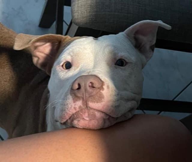 Enlarge June, a Adopted mixed breed in Tomball, TX image 4/6