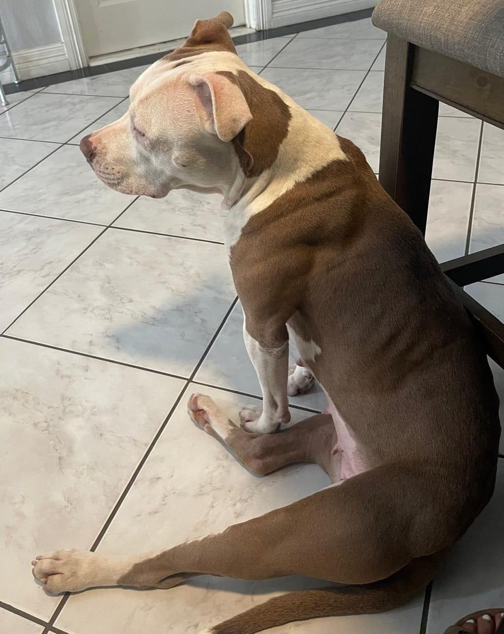 Enlarge June, a Adopted mixed breed in Tomball, TX image 5/6