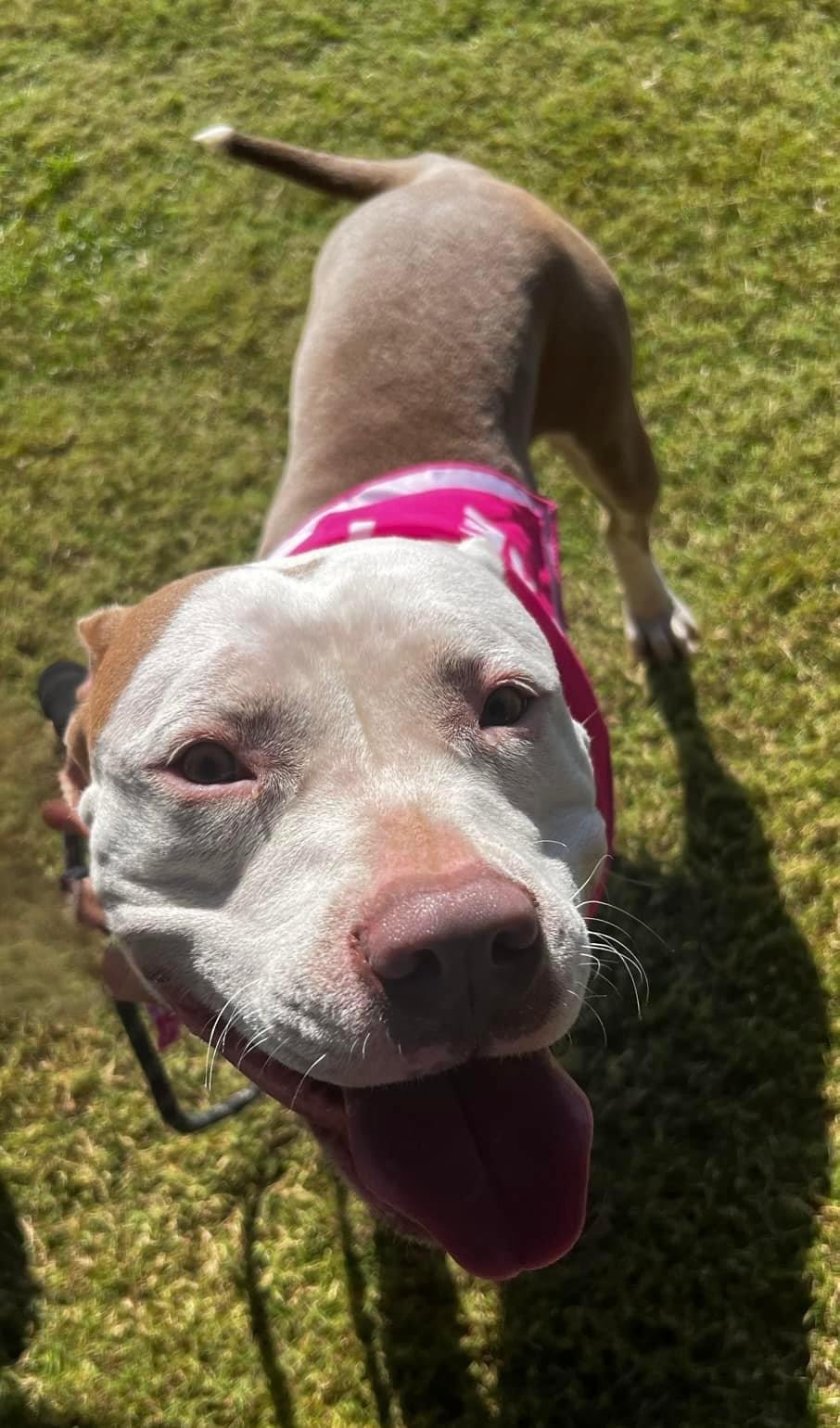 Enlarge June, a Adopted mixed breed in Tomball, TX image 6/6