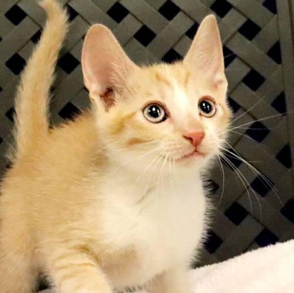 Enlarge Martian, a Adoptable mixed breed in Fort Davis, TX image 1/1