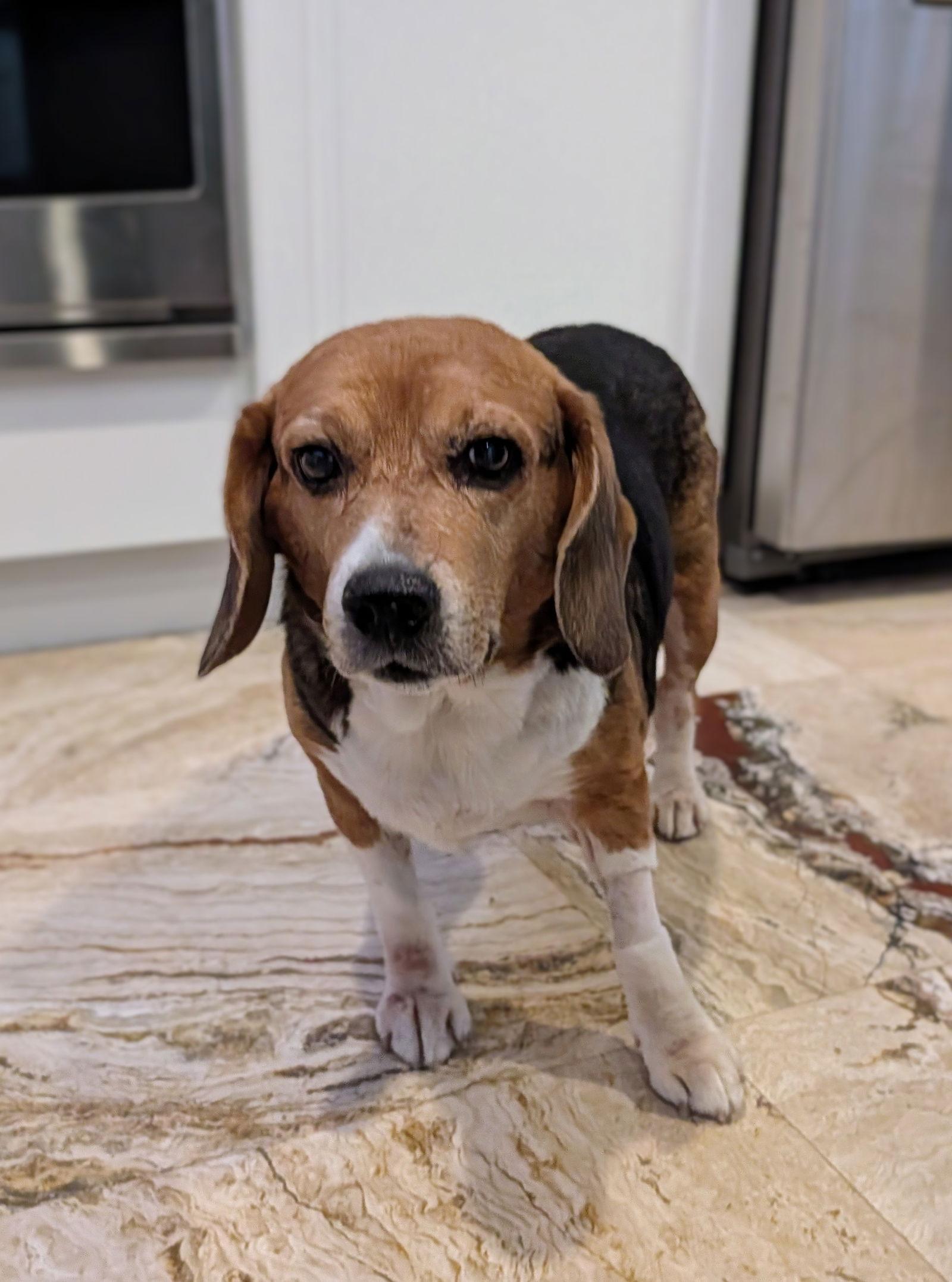 Ozzie, Adoptable, Senior Male Beagle.