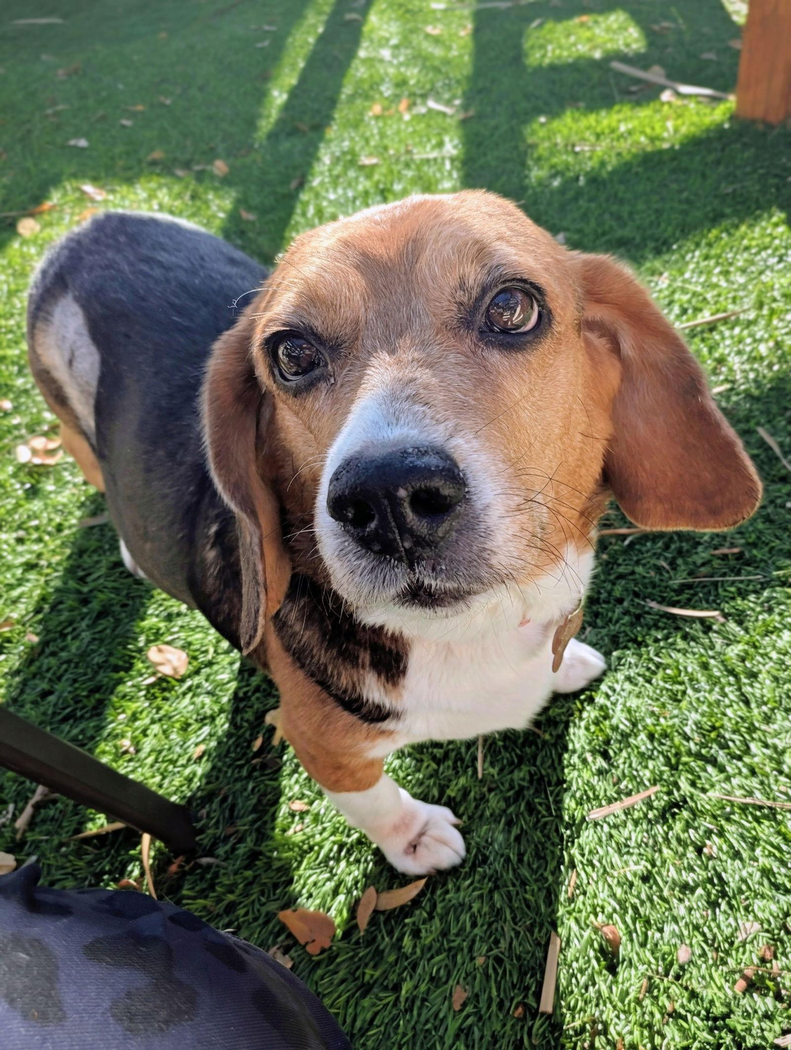 Enlarge Ozzie, a Adoptable Beagle in Tampa, FL image 2/3