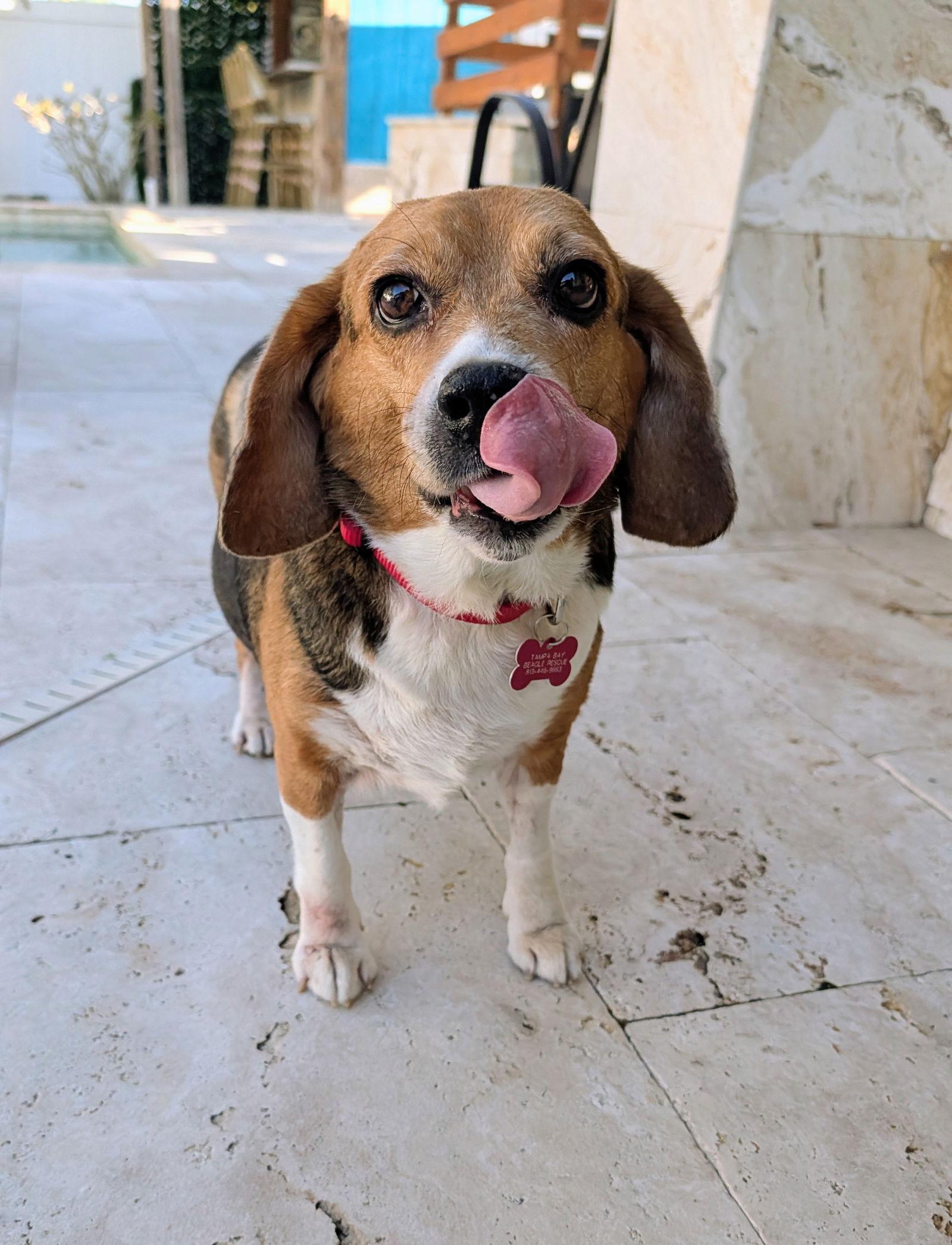 Enlarge Ozzie, a Adoptable Beagle in Tampa, FL image 3/3