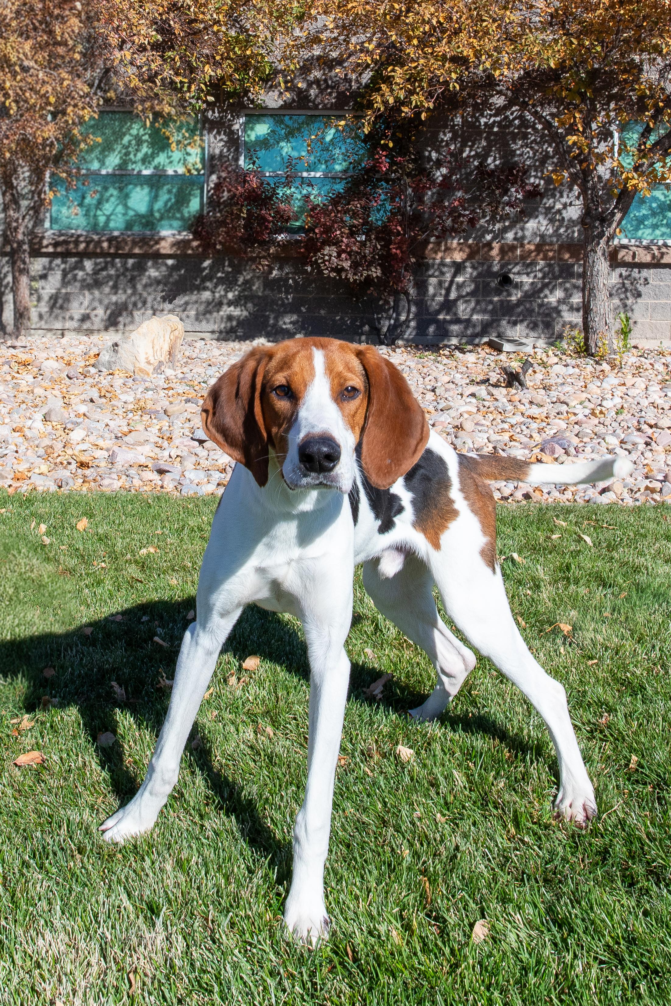 Enlarge MooShoo (91460), a ADOPTABLE mixed breed in Spanish Fork, UT image 1/1