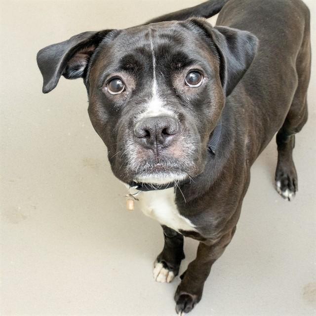 Enlarge LEEBO, a Adoptable mixed breed in Saint Louis, MO image 1/1