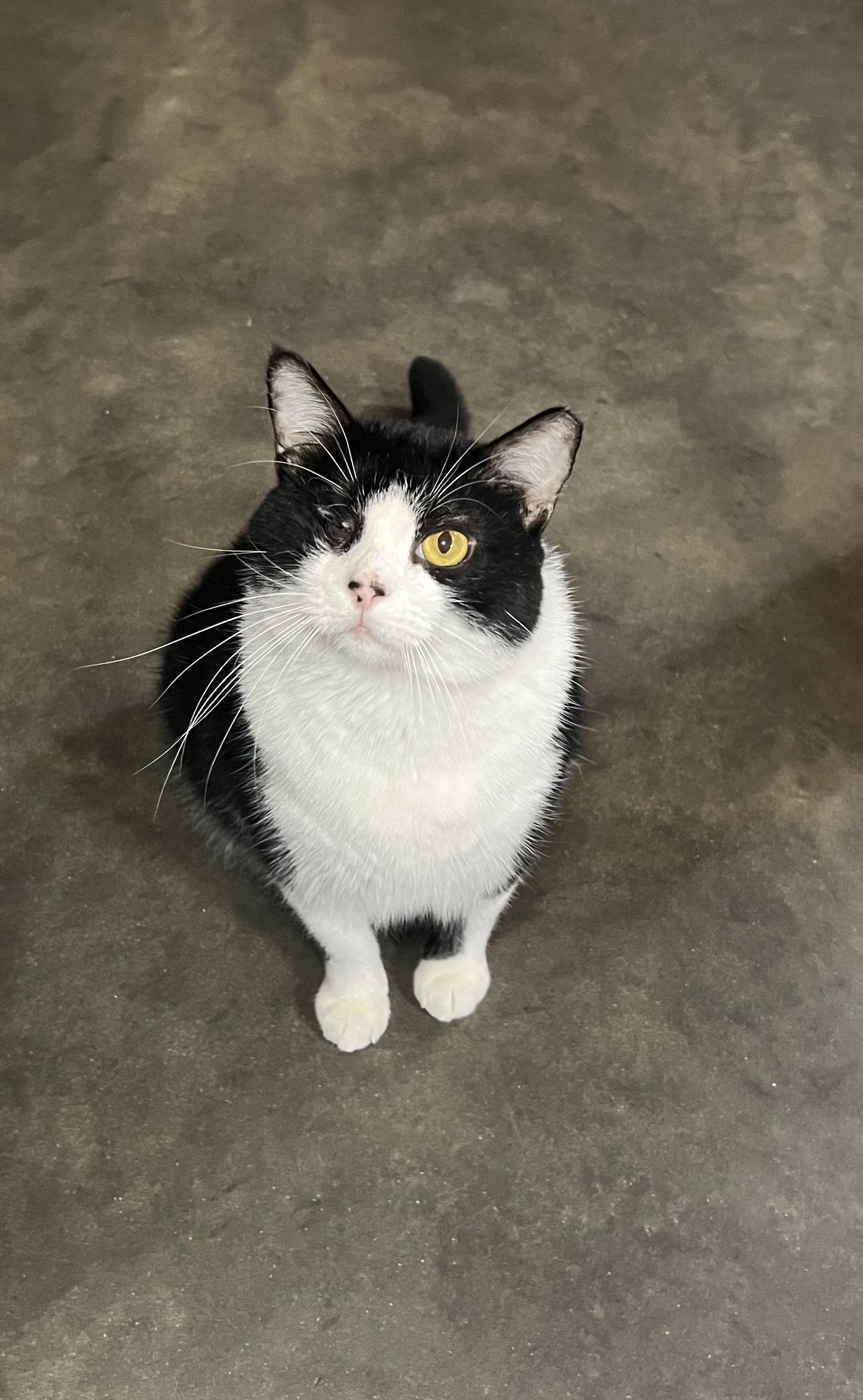 Tex, Adoptable, Adult Male Domestic Short Hair.