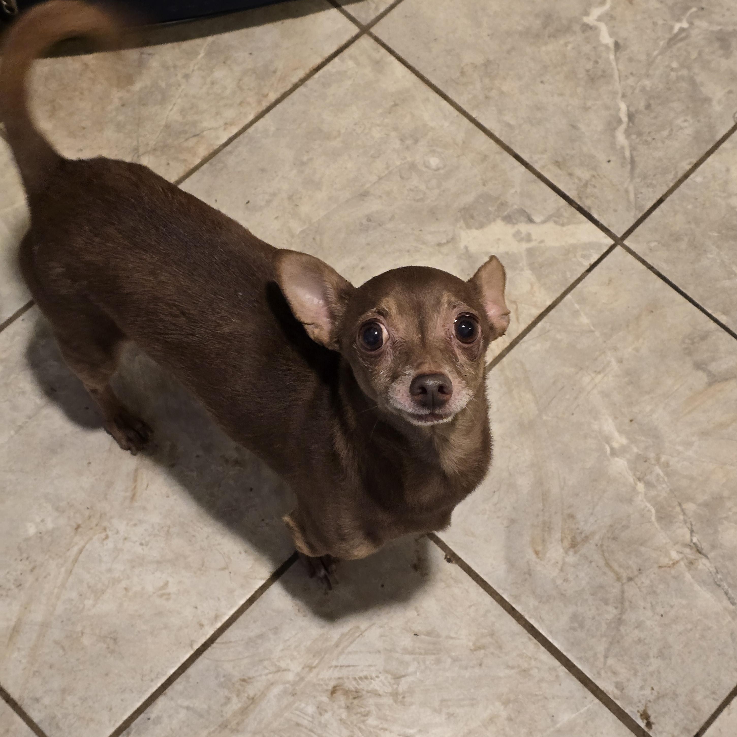 Bert, Adoptable, Adult Male Chihuahua.