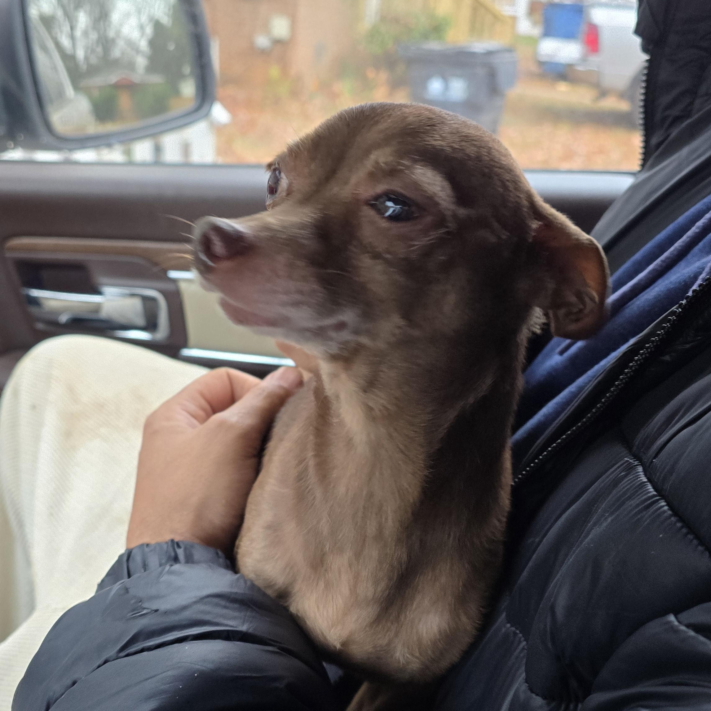 Enlarge Bert, a Adoptable Chihuahua in Charlotte, NC image 2/3