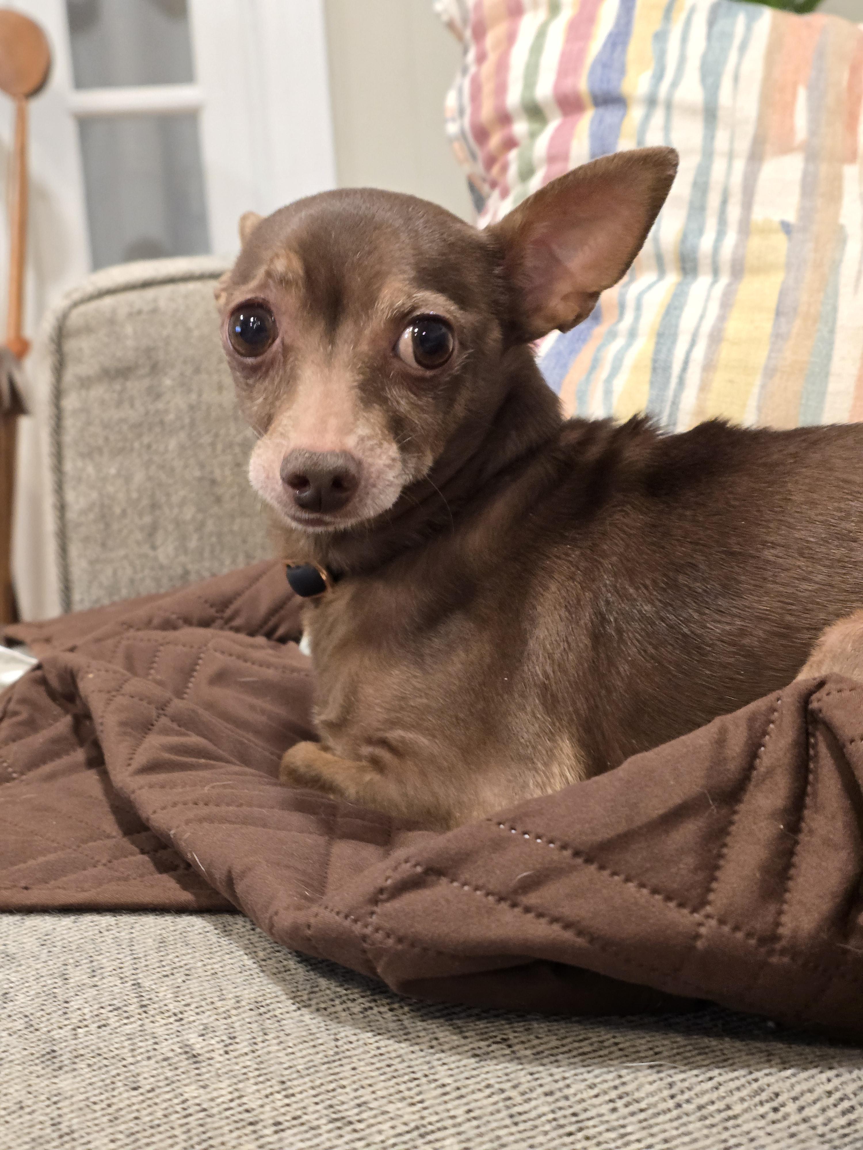 Enlarge Bert, a Adoptable Chihuahua in Charlotte, NC image 4/4