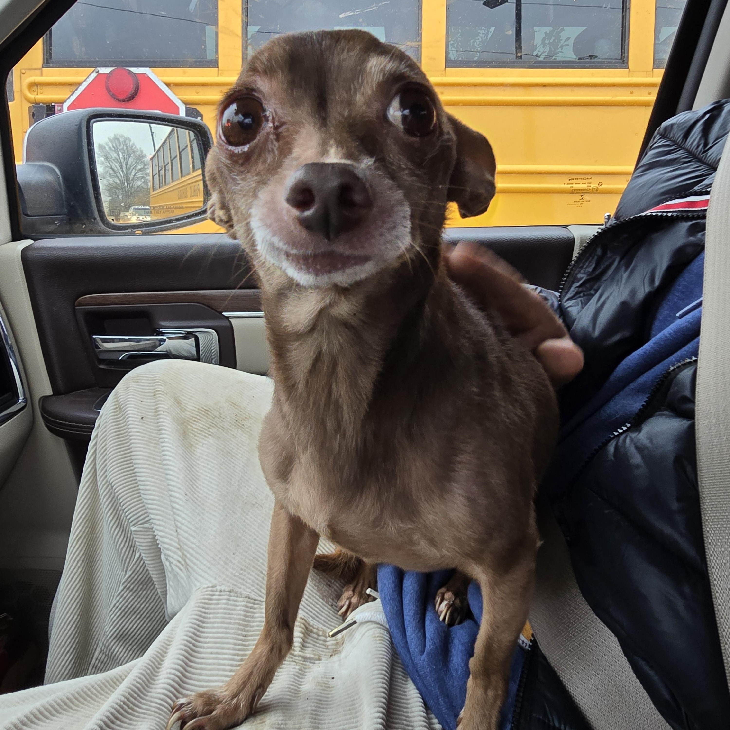 Enlarge Bert, a Adoptable Chihuahua in Charlotte, NC image 3/3