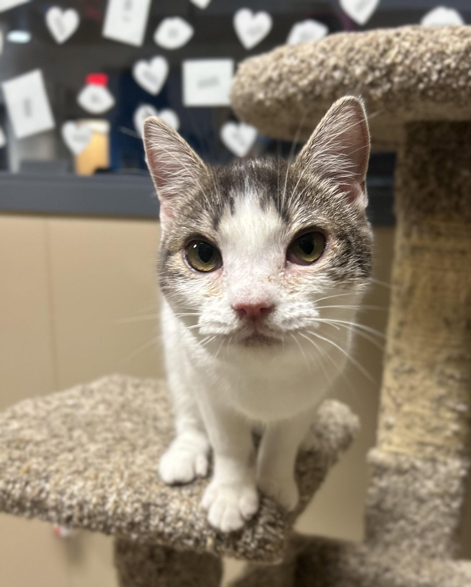 Ernie Mae, Adoptable, Young Female Domestic Short Hair.