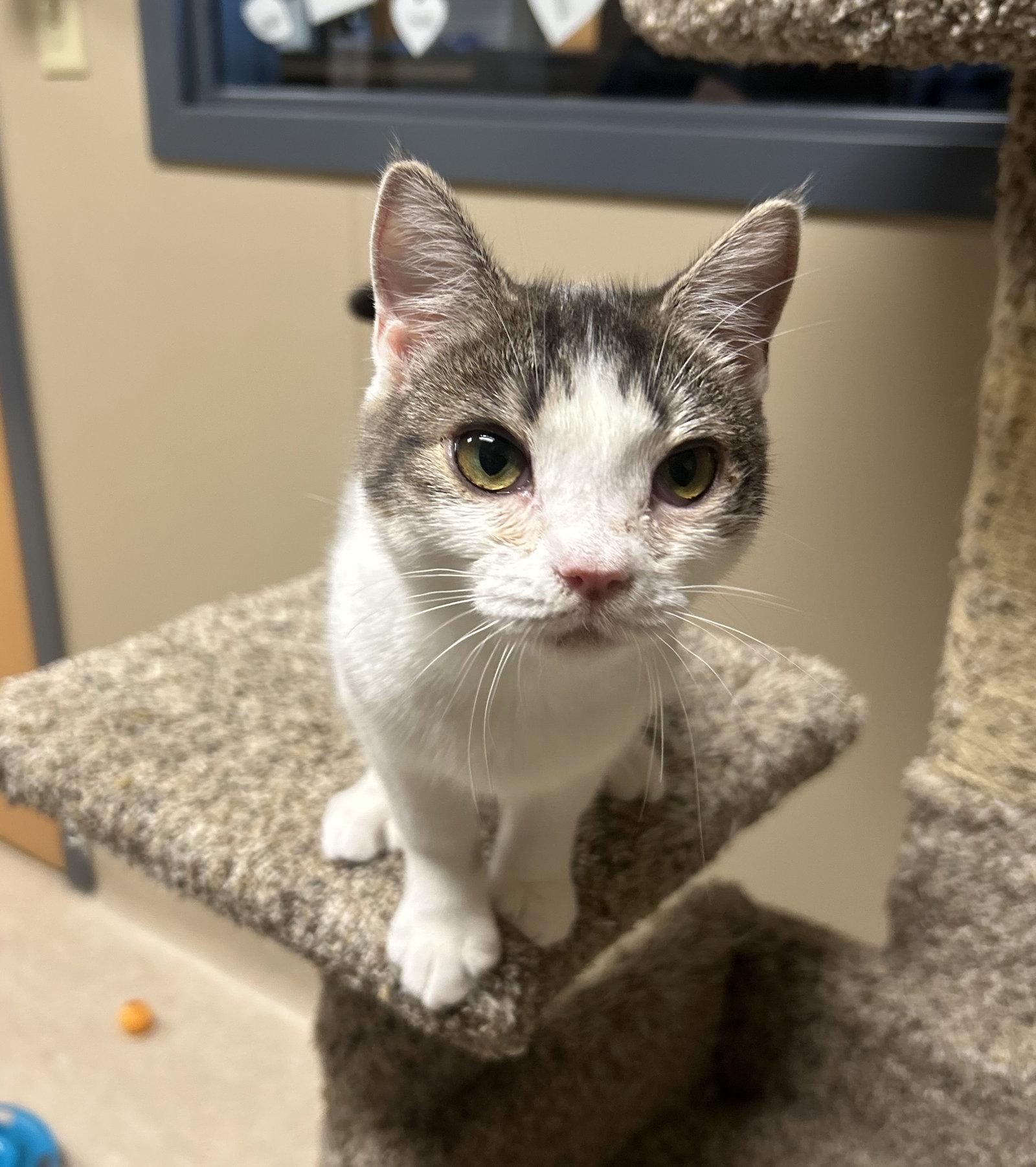 Enlarge Ernie Mae, a Adoptable Domestic Short Hair in Arlington, VT image 2/3