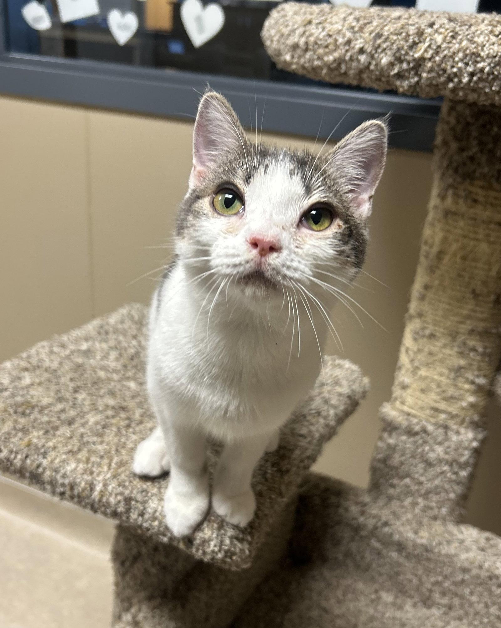 Enlarge Ernie Mae, a Adoptable Domestic Short Hair in Arlington, VT image 3/3