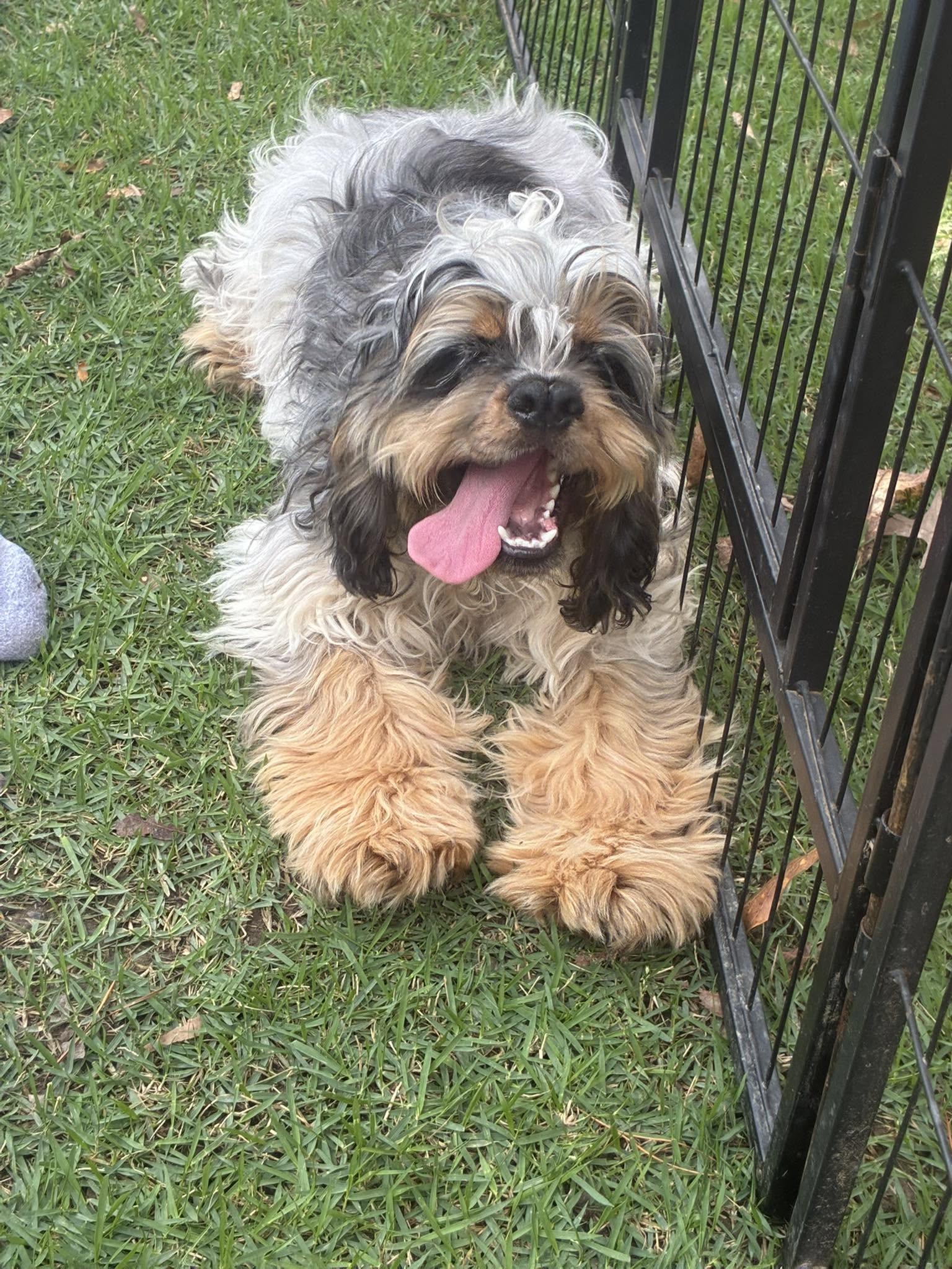 Jiggy, ADOPTABLE, Young Male Cocker Spaniel.