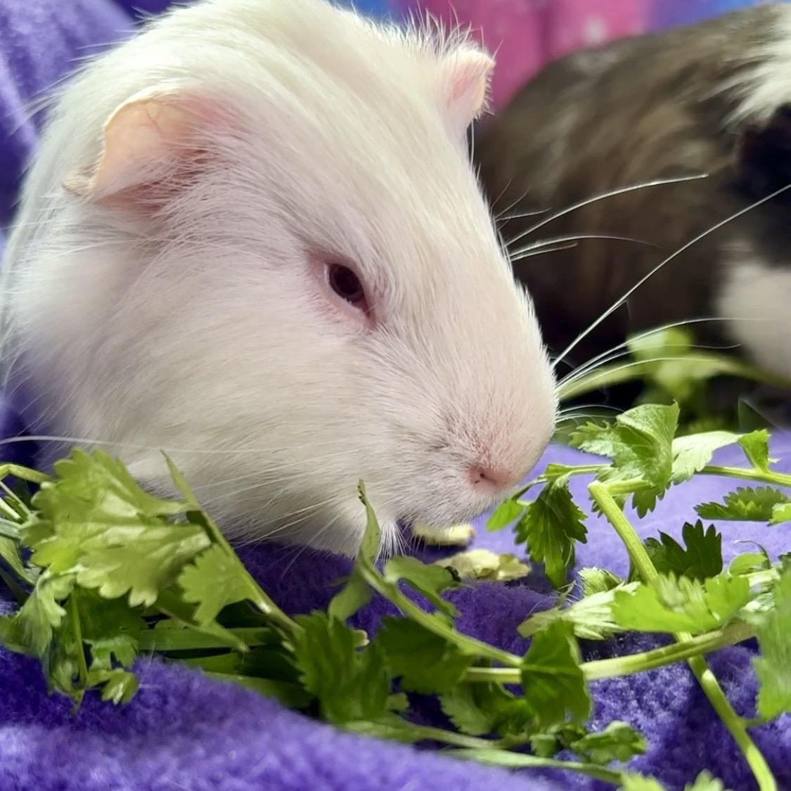 Enlarge Husk & Doogan- special needs, a ADOPTABLE Short-Haired in San Antonio, TX image 2/4