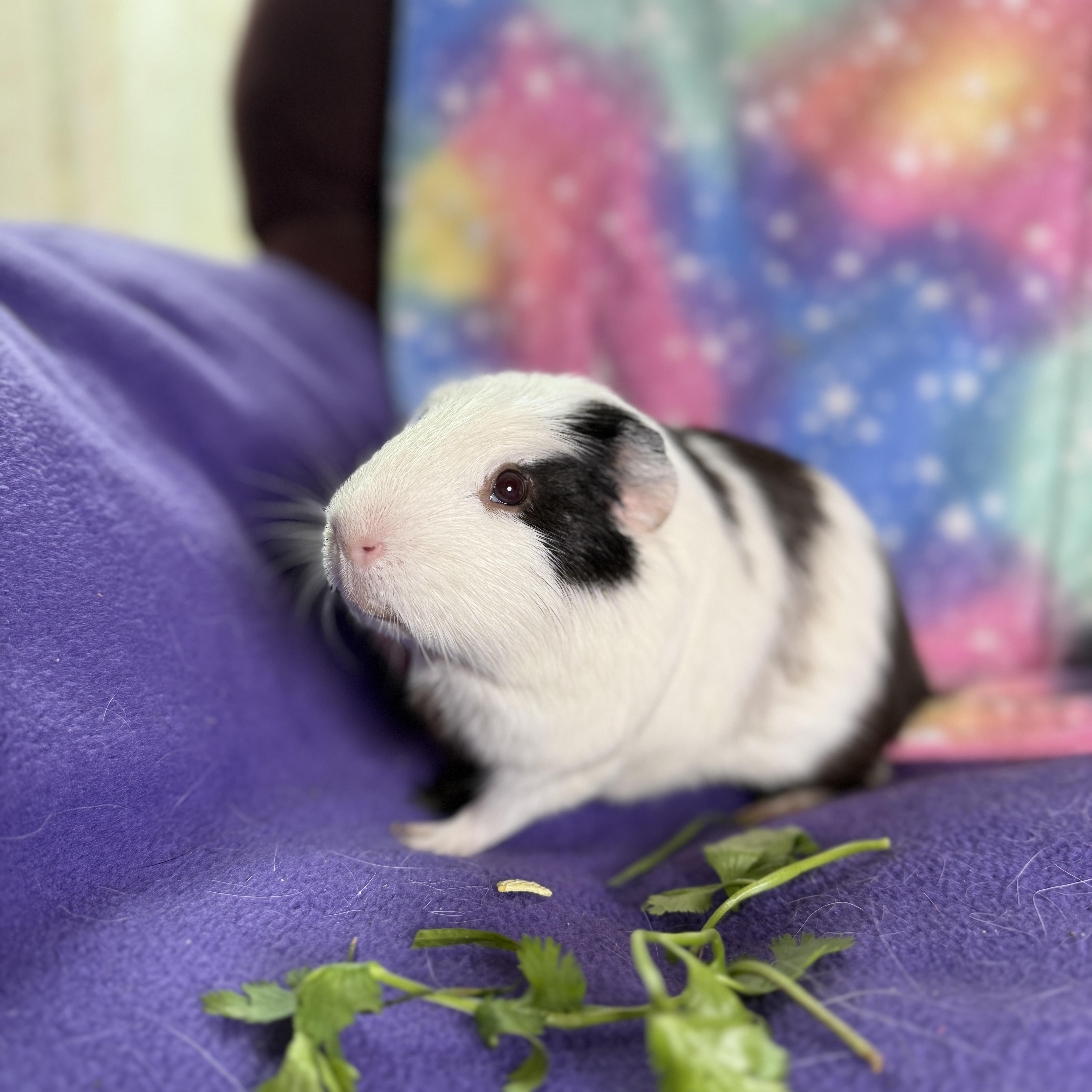 Enlarge Husk & Doogan- special needs, a ADOPTABLE Short-Haired in San Antonio, TX image 3/4